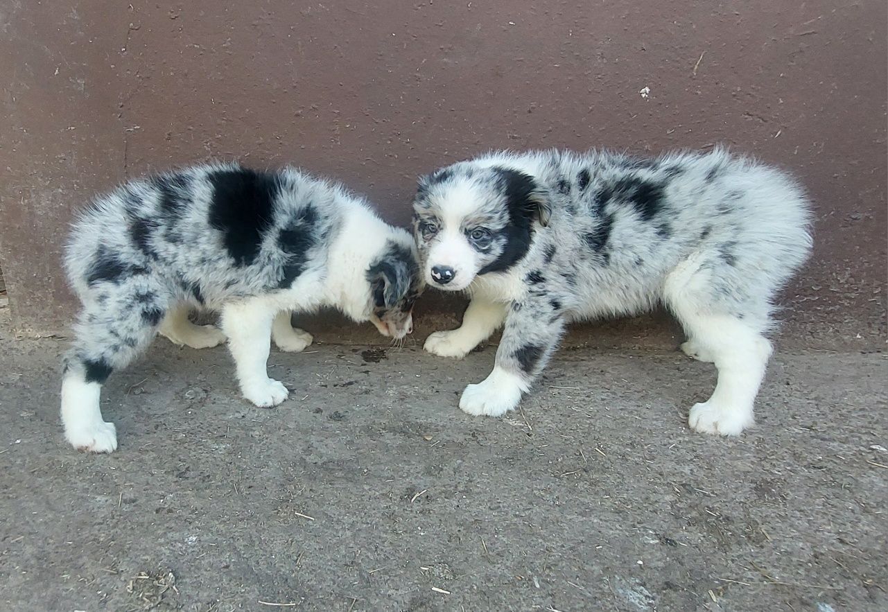 Border collie szczeniak blumerle