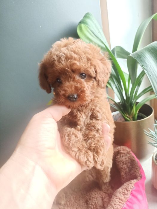 Pudelek Toy malutki mini śliczny