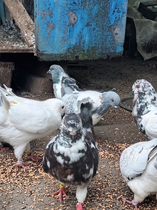 Gołębie Strasery Kingi Rysie