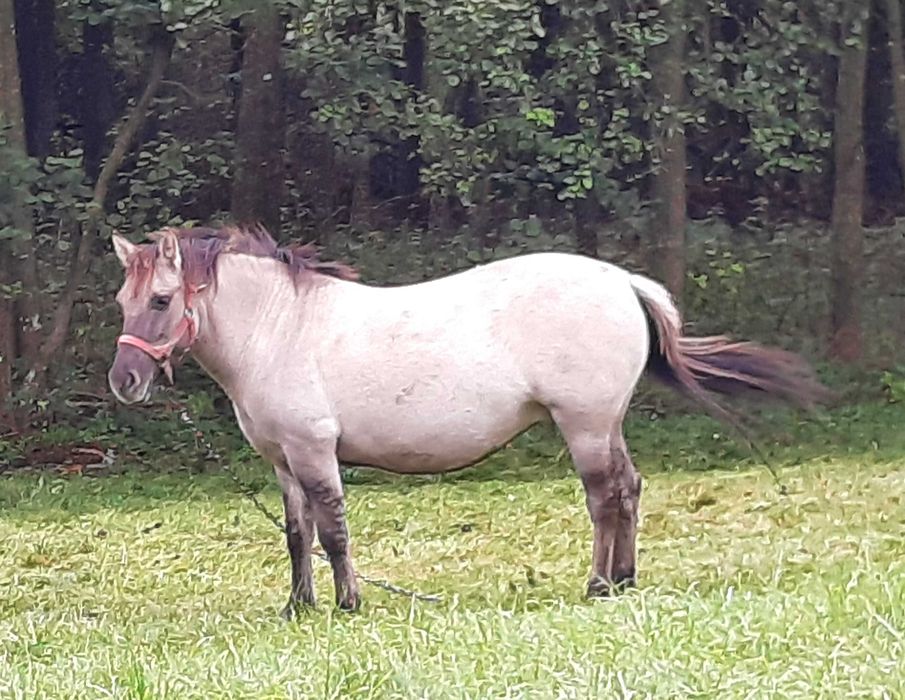 Klaczka konik polski bez próby
