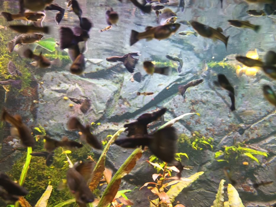 Czarne Gubiki Moskiewskie