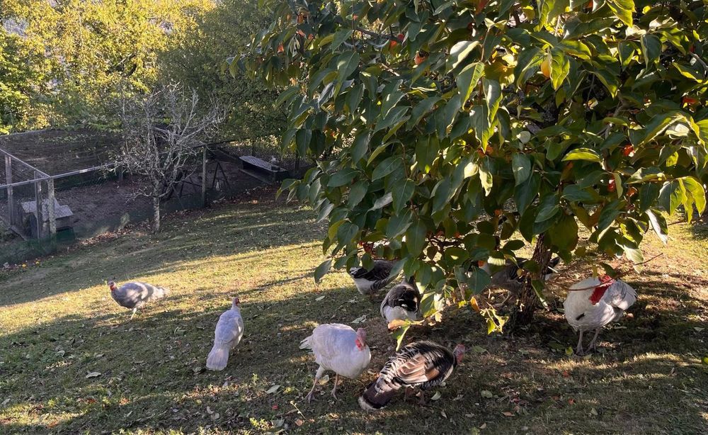 Gansos da guiné e perus