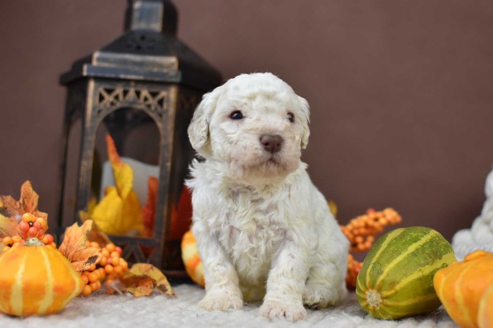 Lagotto Romagnolo- Szczenięta ZKwP