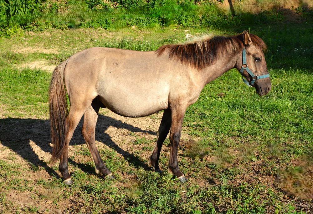 Konik polski ogierek Hugo I