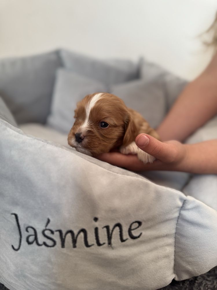 Mario cavalier King charles spaniel ruby