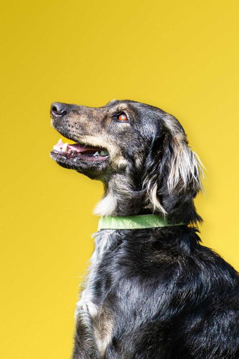 Sami super energiczny młodziak do adopcji