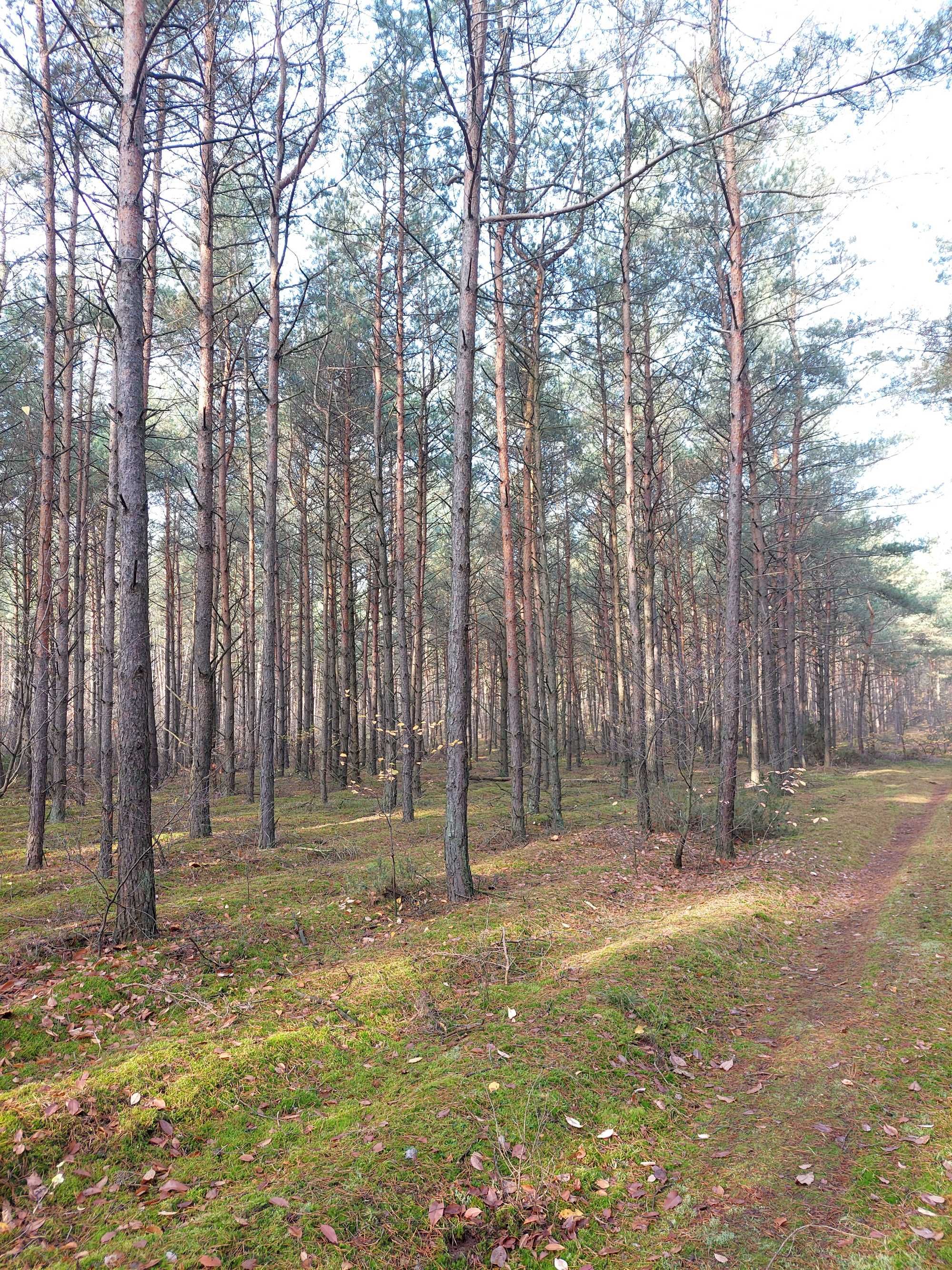 Syberia 2ha - 45 Letni Las ( działka z dostępem do mediów )