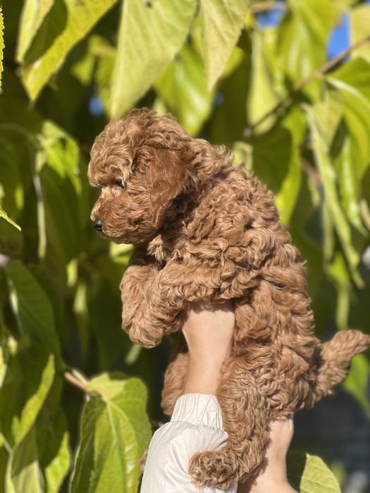 Той пудель продаж