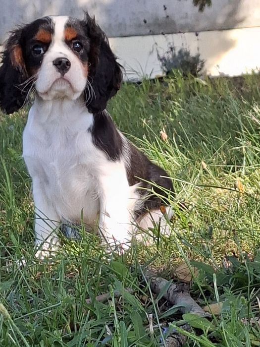 Cavalier King Charles spaniel suczka tricolor
