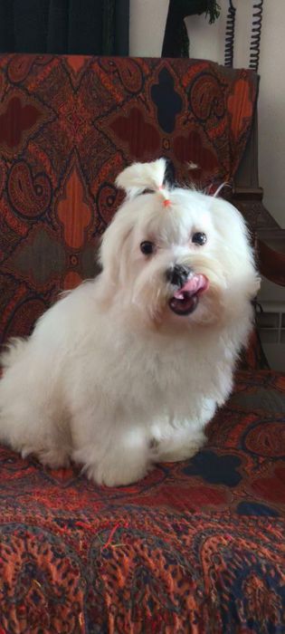 Мальтійська болонка хлопчик