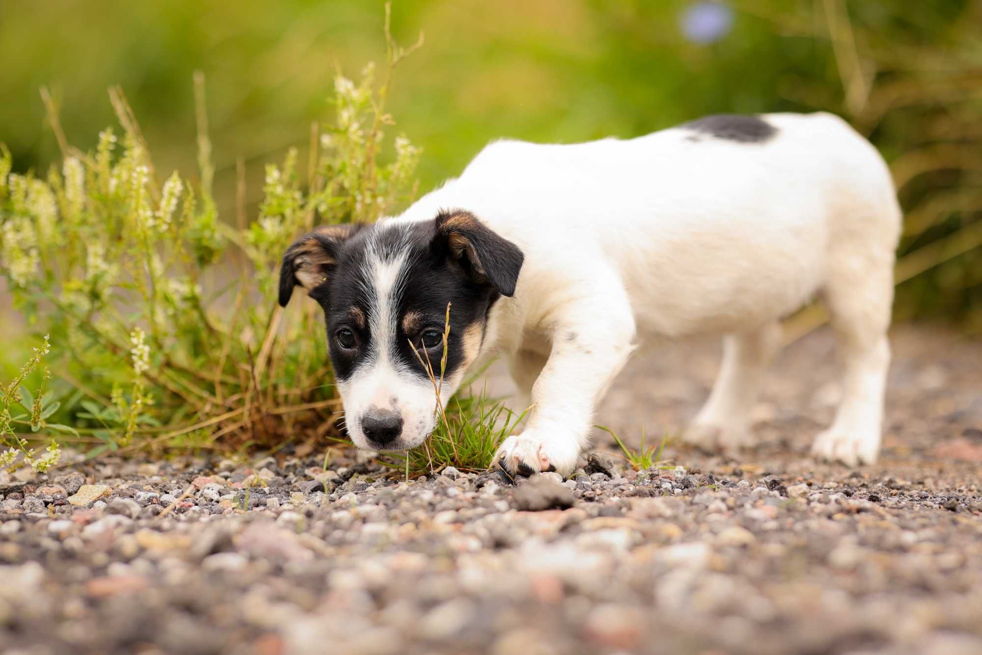 Yuma, szczeniak , suczka do adopcji z fundacji