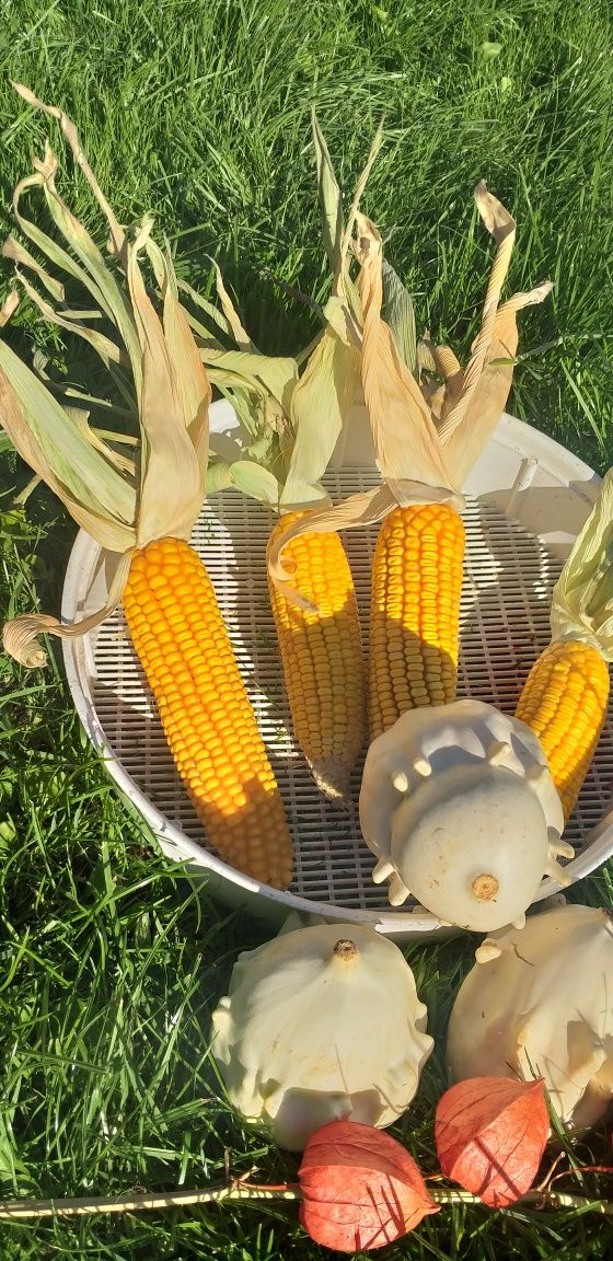 Naturalna kolba kukurydzy dla gryzoni i krolików