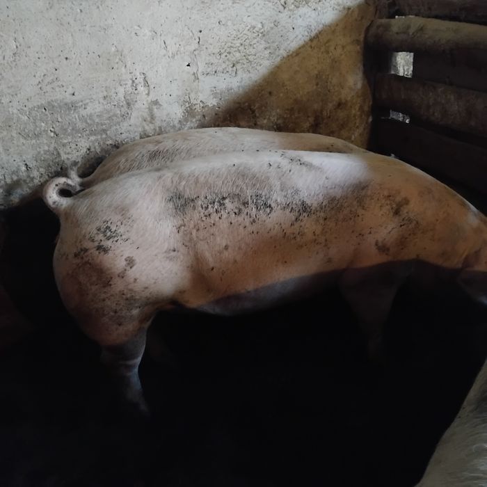 Продам м'ясних свиней