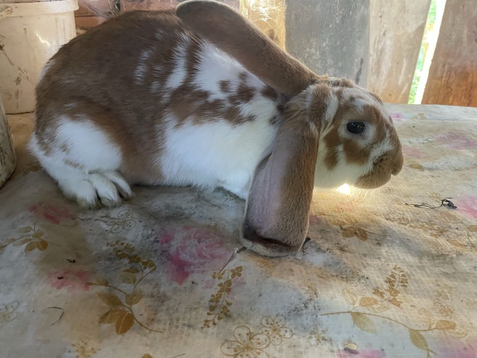 Кролі різних порід і віку