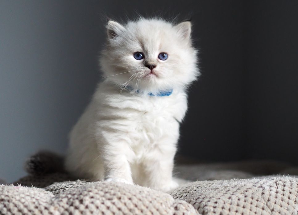 Kociaki Neva Masquerade kot syberyjski