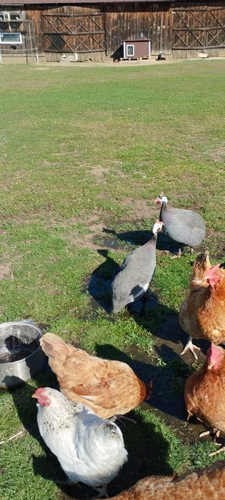 Perliki zamienię na Indora samca