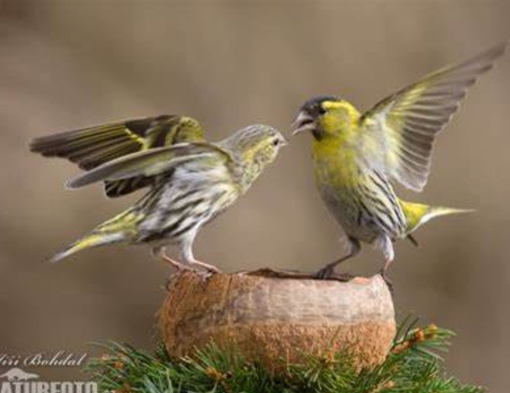 Casal de Spinus Spinus + 1 macho