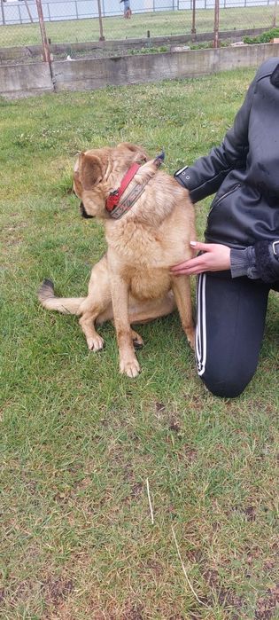 Koko sunia do adopcji