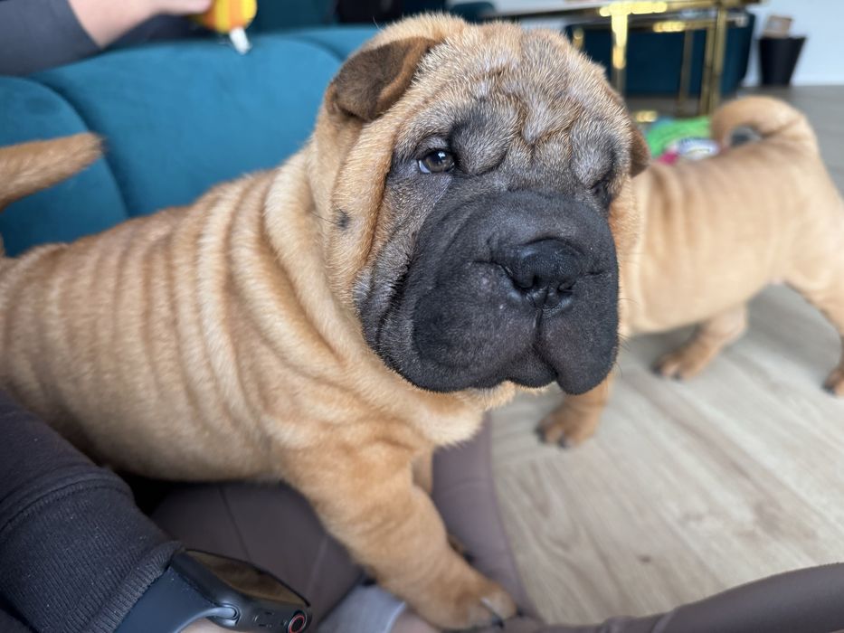 Szczenię piesek shar pei z rodowodem zkwp fci