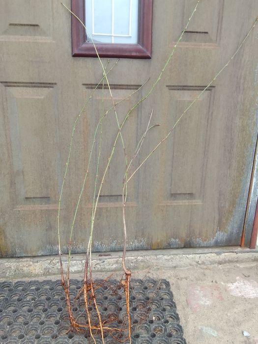 Drzewka brzoskwiń i nektarynkow