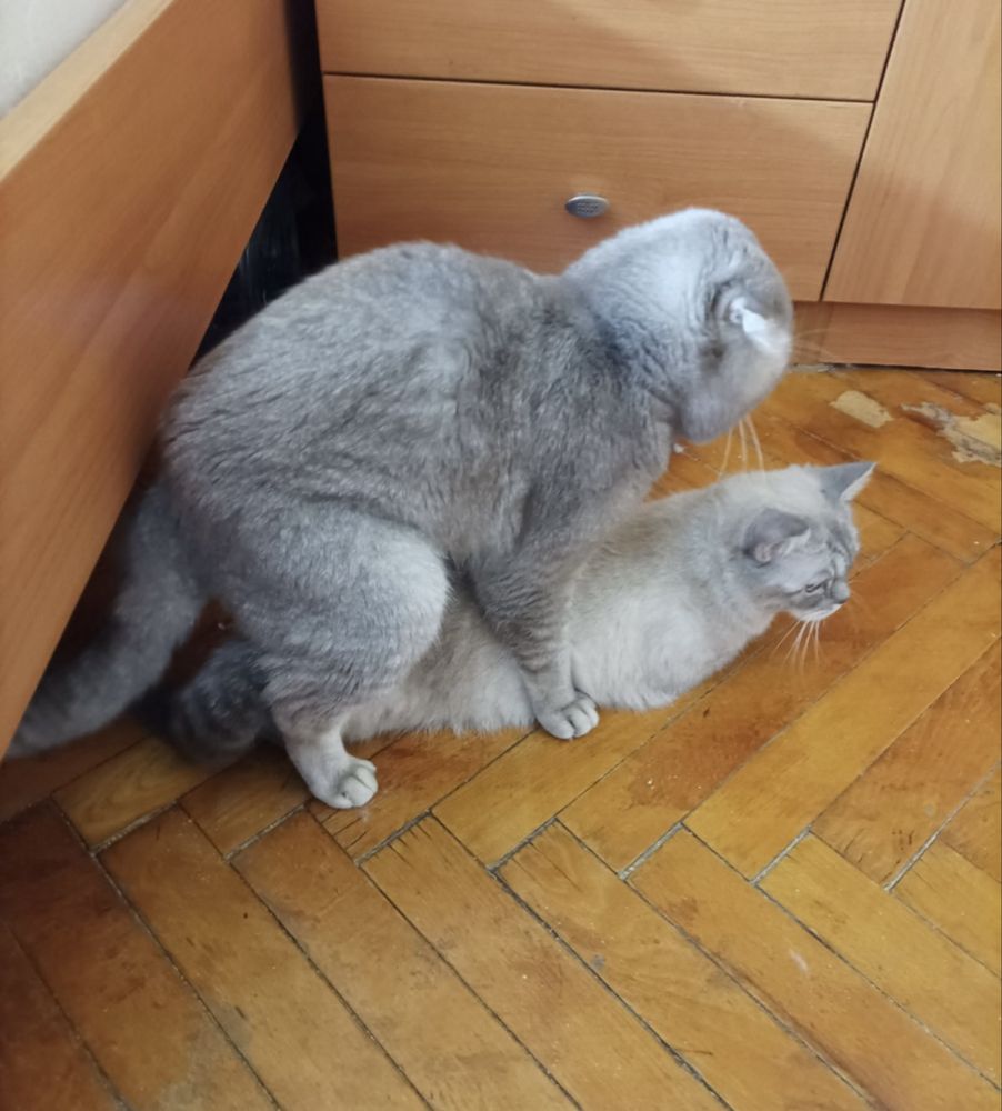 Котята шотландские и Линкс пойнт