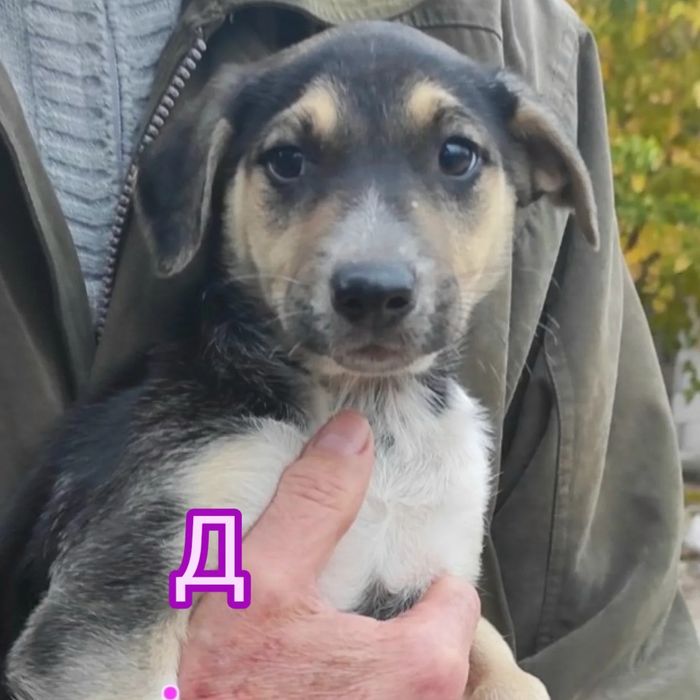 Цуценята бутузи 2 міс щепленні