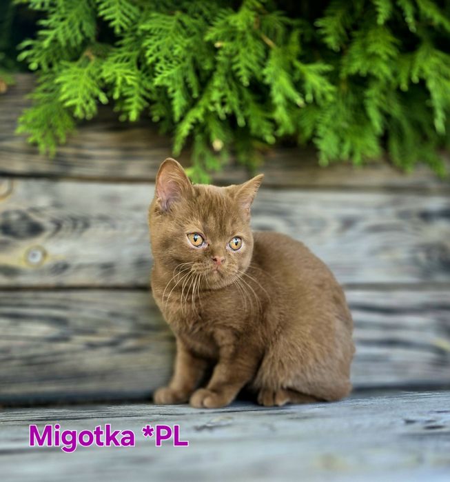 Kotka brytyjska krótkowłosa BSHo cynamon . Rodowód FPL