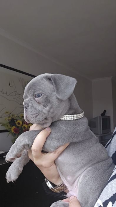 Bulldog Francês Lilac macho