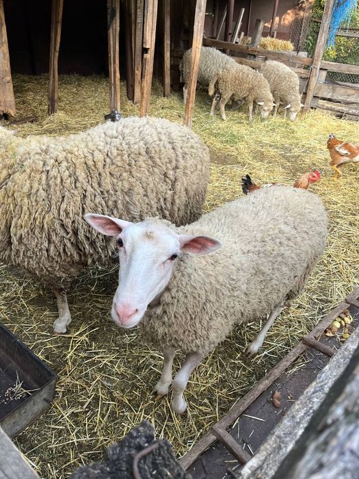 Продаються молоді кітні ягнички