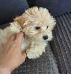 Urocza sunia Maltipoo