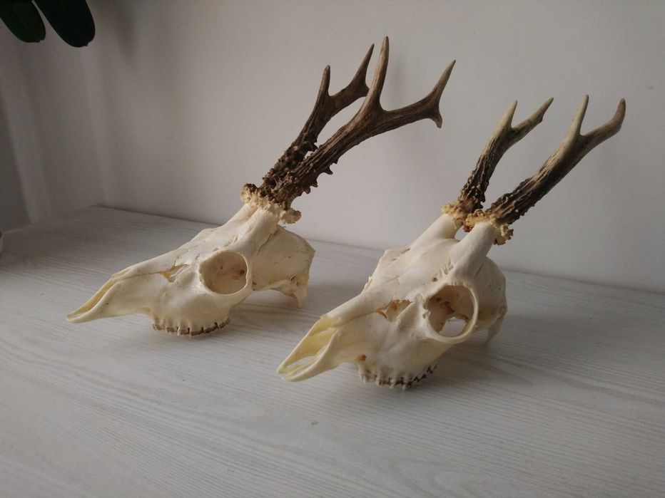 Dwa piękne parostki poroża kozła