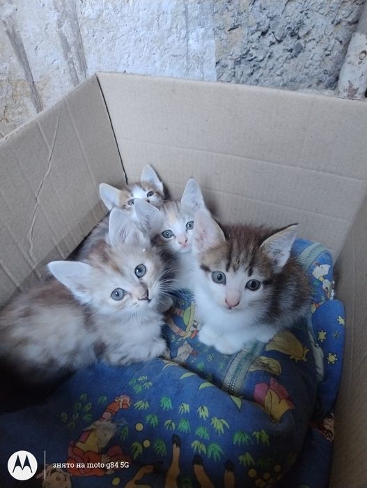 Віддам кошенят в добрі руки