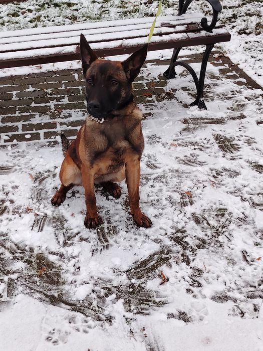 Owczarek Belgijski oddam max 50km