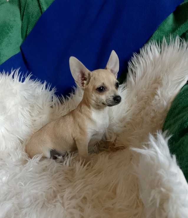 Chihuahua chłopiec