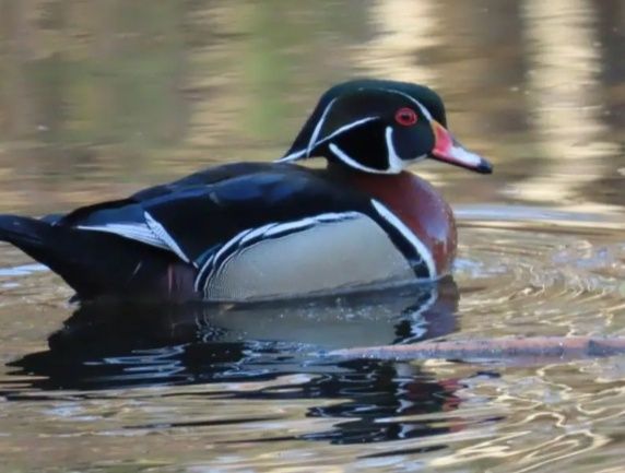 Patos carolinos deste ano