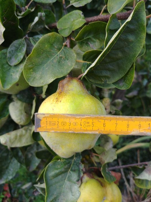 Swieze owoce pigwy z Wielkopolski