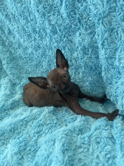 Хлопчик чорний красунчик