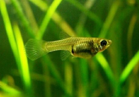 Peixes m / f  endlers