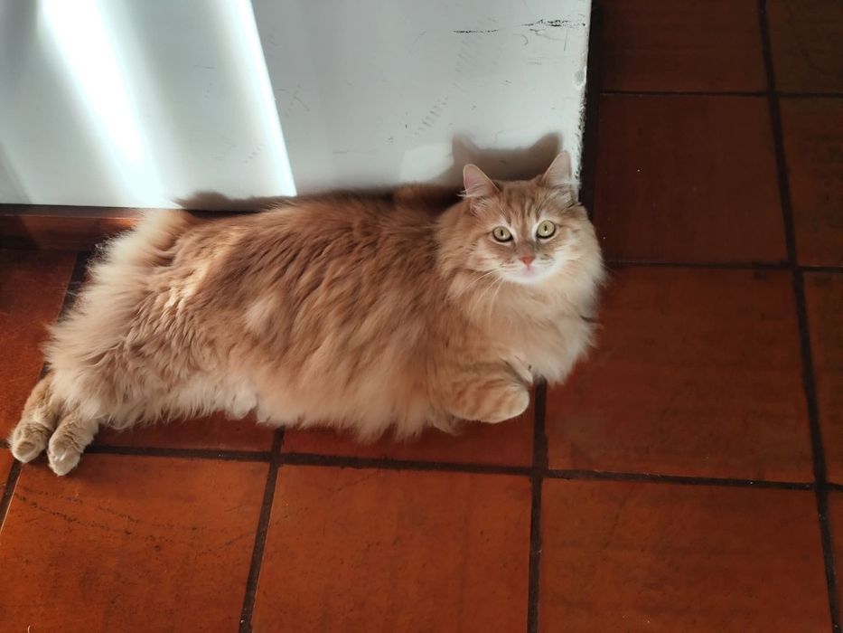 Doação gato 4 anos - saudável