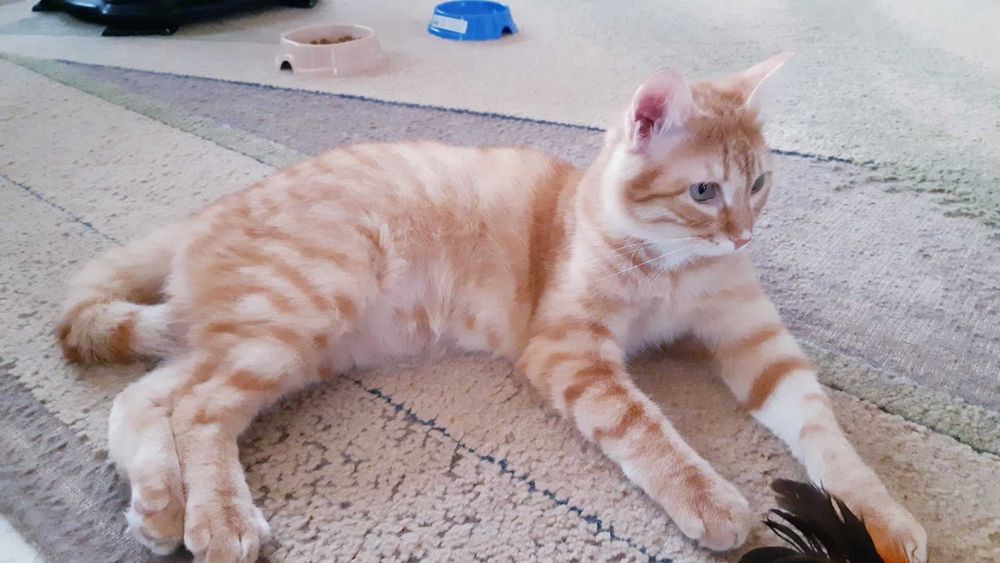 Отдам в добрые руки кошечку Хани