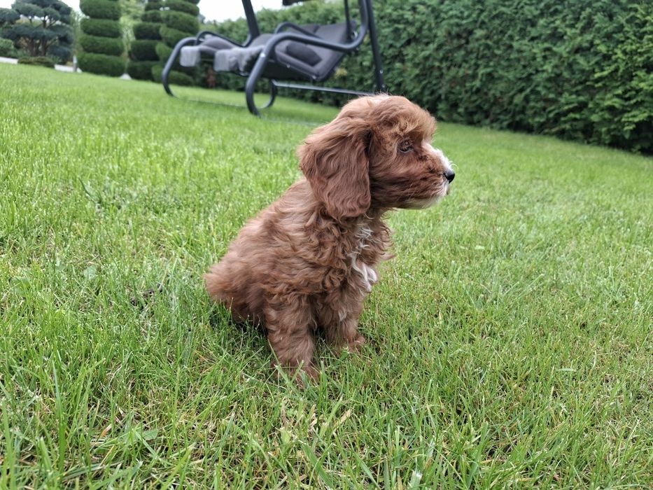 cavapoo szczeniak