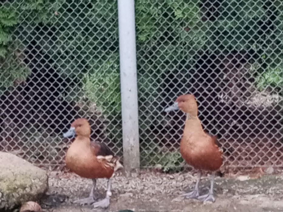 Kaczki ozdobne drzewice dwubarwne