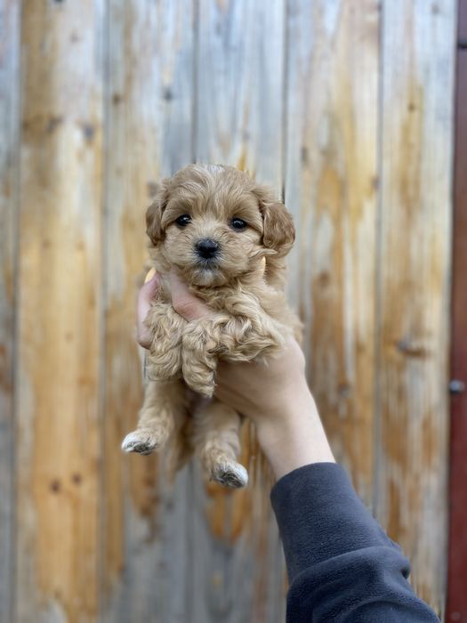 Мини девочка мальтипу