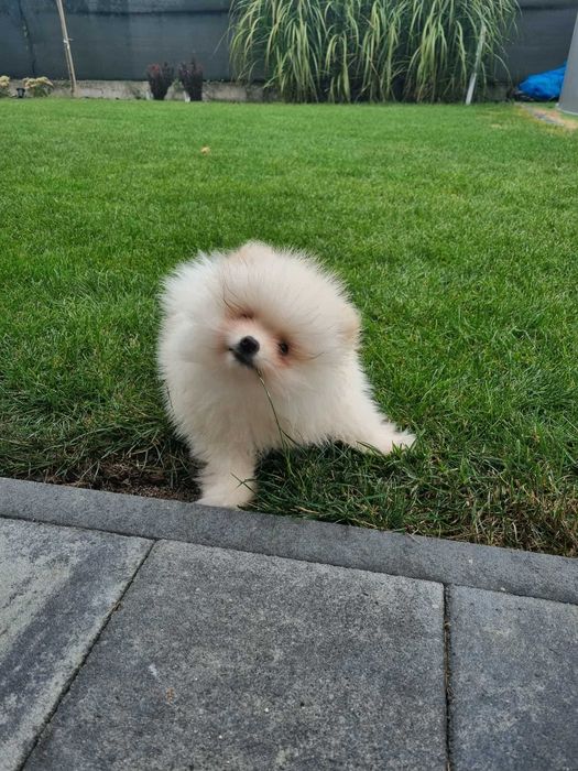 POMERANIAN szczeniak