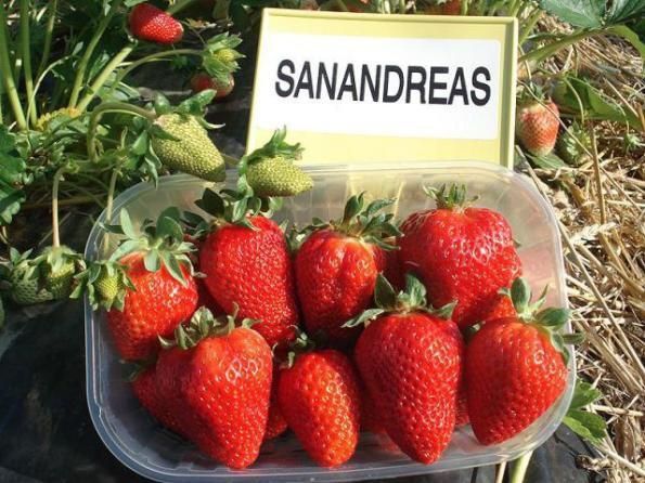 Продам касетну розсаду полуниці. Найкращі промислові та домашні сорти
