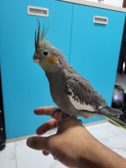 Caturra criada a mão