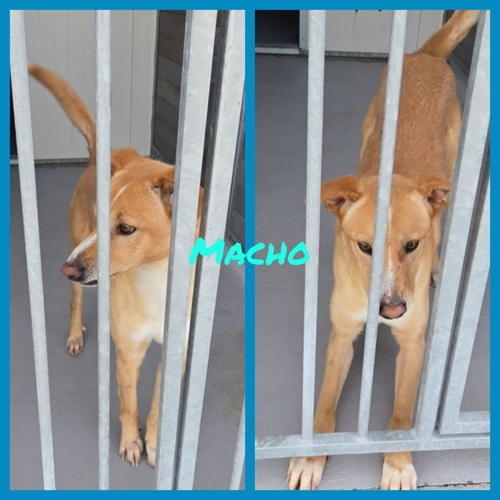 Cão para adoção responsável