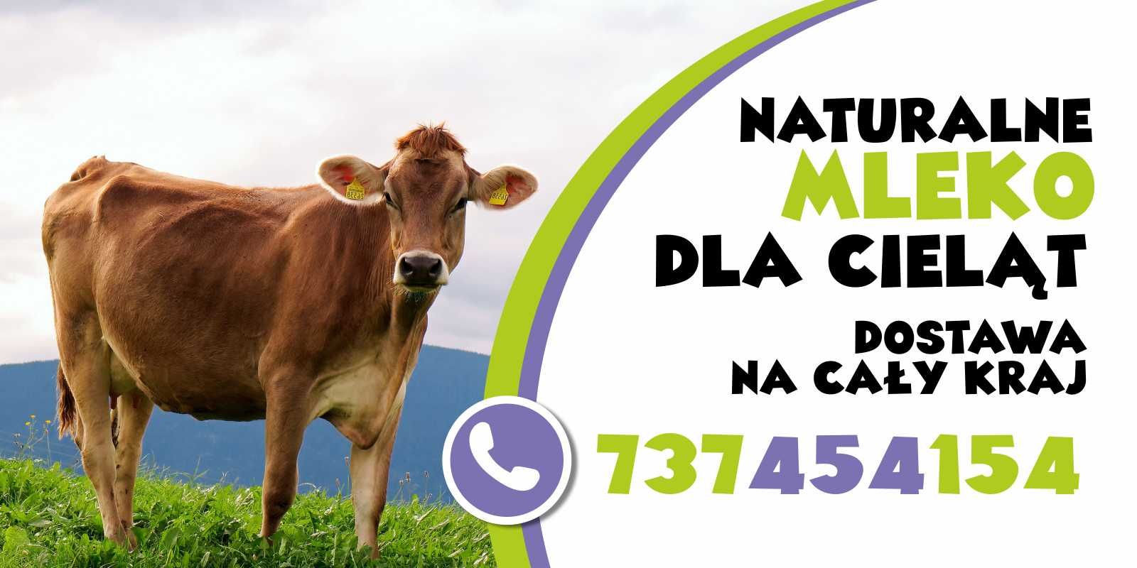 cieleta cielaki  mleko suszone dla ciekąt  przyrosty bez biegunek