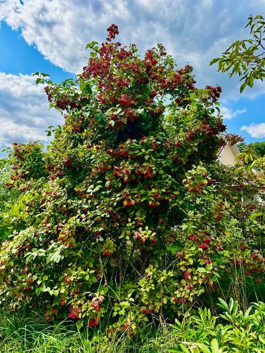 Затишна дача в СТ Лісова Поляна, Вознесенське A11