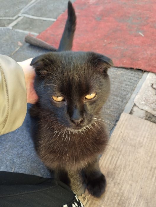 Коти, кошенята хлопчики